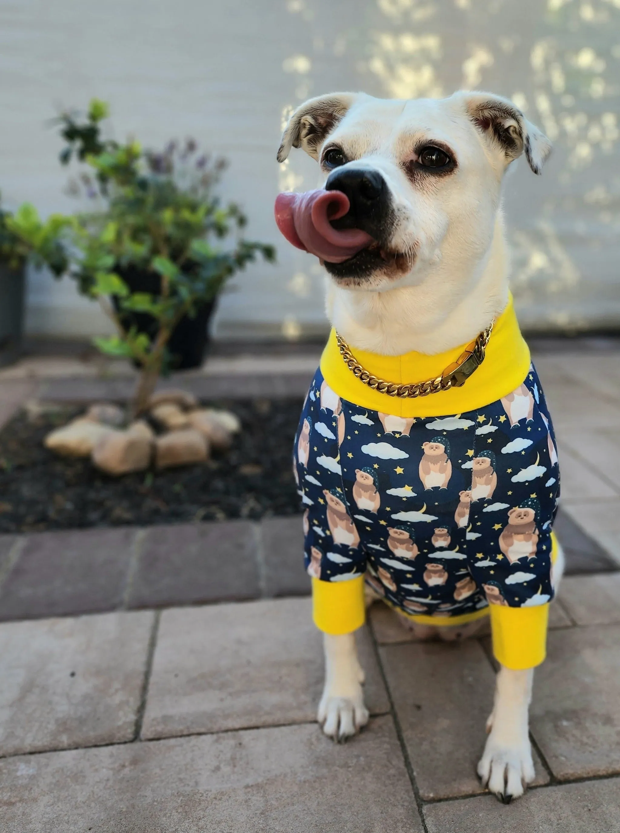 Slumber-time Bear Dog Pajamas