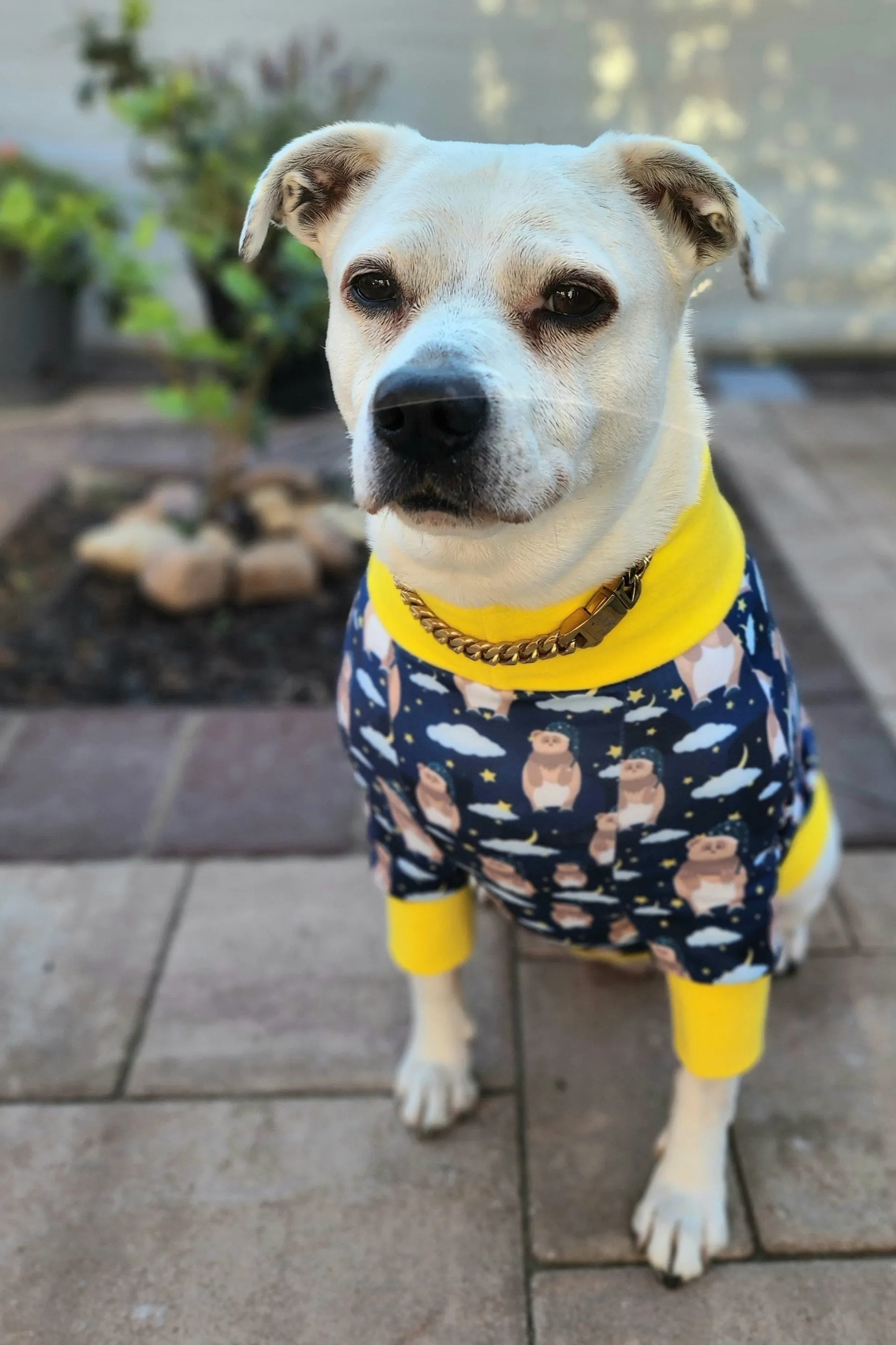 Slumber-time Bear Dog Pajamas